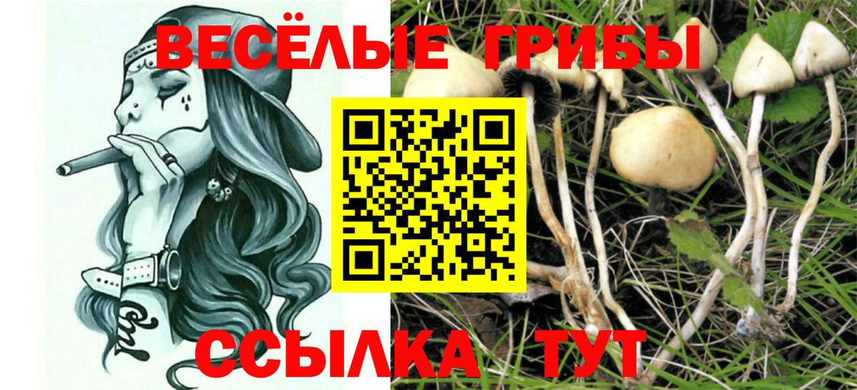 Борзя  хочу наркоту  Вход с VPN  Псилоцибиновые грибы Psilocybe 